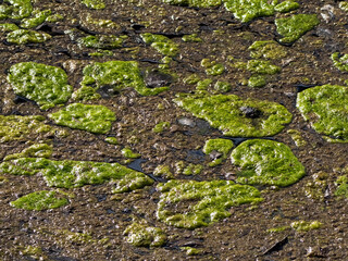 Cyanobacteria in the water. Green moss