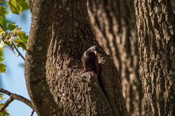 Common starling. Bird sitting on tree trunk.