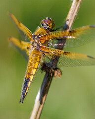 Dragonfly close-up