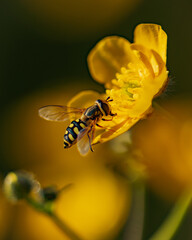 Bee on a flower