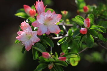 咲き誇る情熱の花