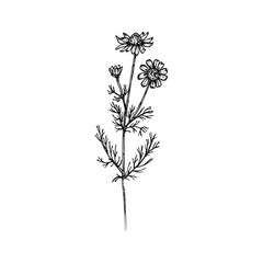 Chamomile herb engraved drawing. Natural outline sketch in botanical style for cooking, spa, medicinal tea, and garden beauty. Daisy hand-drawn vector floral clipart on white background
