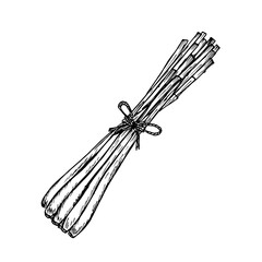 Lemongrass herb engraved drawing. Natural outline sketch in botanical style for cooking, spa, medicinal tea, and garden beauty. Hand-drawn vector floral clipart on white background