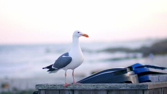 Slow-motion of a gull takes off wooden post and joining a flock near California Ocean at sunset