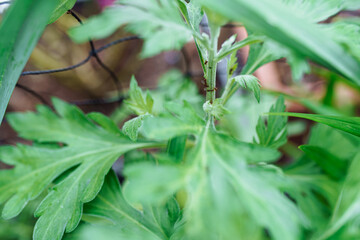 ants carrying aphids on trunk garden plant