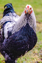 free range chicken
