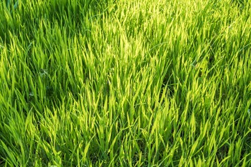 Green grass field in spring light. Grass texture for design. Grassy natural background.
