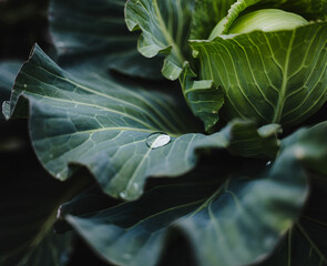 catching water droplet generative ai