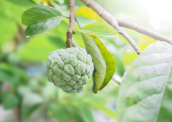 Fresh custard apple fruit is growing on a tree.