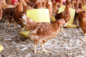 Close up of brown chicken in chicken farm
