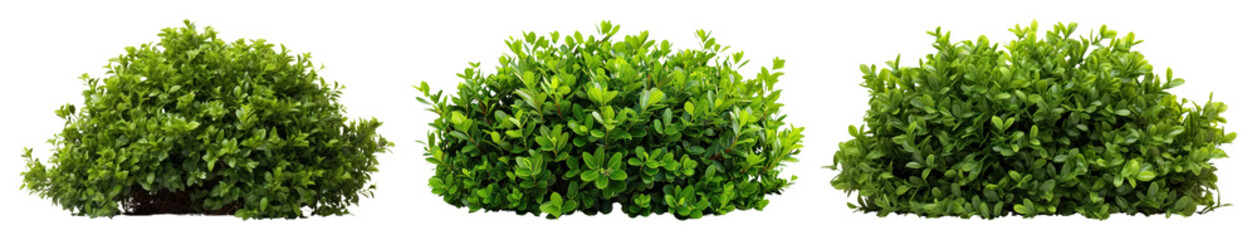 PNG Lush green bushes aligned beautifully, element set on transparent background
