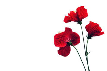 Three vibrant red flowers with dark green stems against a black background; detailed petals, dramatic lighting