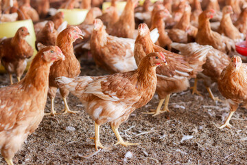 A lot of brown chicken in chicken farm