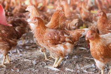 A lot of brown chicken in chicken farm