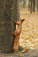 Squirrel on the trunk of a tree. Red squirrel in the autumn afternoon against the background of yellow fallen leaves.