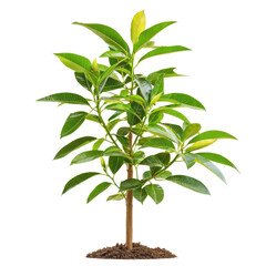 Fresh Green Plant with Vibrant Leaves Displaying Natural Beauty in a Clean and Bright Environment transparent background png