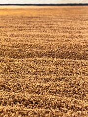 Islay whisky is a single malt produced on Scotland’s Islay island featuring strong peaty smoky flavor. Seaweed iodine salty notes create a complex robust taste popular with enthusiasts.