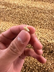 Islay whisky is a single malt produced on Scotland’s Islay island featuring strong peaty smoky flavor. Seaweed iodine salty notes create a complex robust taste popular with enthusiasts.