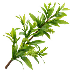 Fototapeta premium Fresh Green Herb Branch with Leaves and Buds, Ideal for Culinary and Aromatic Uses in Natural Settings transparent background png