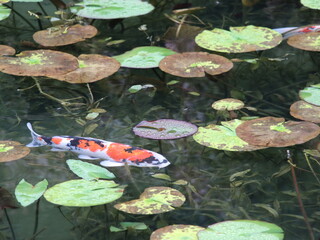 koi
