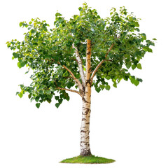 Lush Green Birch Tree with Vibrant Foliage and White Bark on a Bright Sunny Day in a Natural Outdoor Setting transparent background png