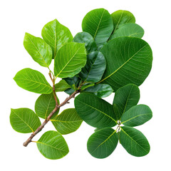 A Collection of Fresh Green Leaves Isolated on White Background for Nature and Botanical Photography transparent background png