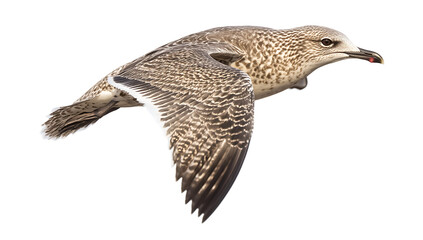 Juvenile glaucous-winged gull in flight isolated on a white background