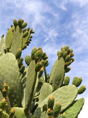 Tree Of Opuntia Humifusa (Indian Fig), Blue Sky And Clouds	