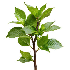 Fresh Green Leaves on Branch Showcasing Natural Flora in Bright Light Perfect for Botanical and Nature Themes transparent background png