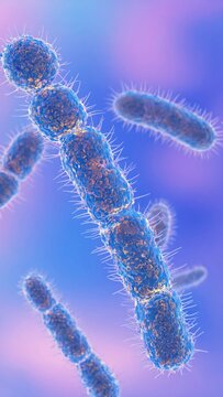 Streptobacilli rod shaped bacteria under magnification, growing as  rods in chains