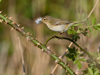 Willow warbler, Phylloscopus trochilus