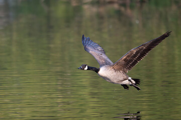 Canada goose, Branta canadensis