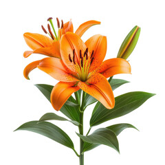 Vibrant Orange Lilies in Bloom with Lush Green Leaves, Captivating Floral Arrangement for Nature and Garden Themes transparent background png