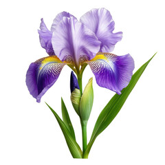 Beautiful Purple Iris Flower Blooming in Natural Setting with Green Leaves and Vibrant Colors for Nature Lovers transparent background png