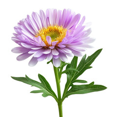 Beautiful single purple aster flower with lush green leaves isolated on white background for nature or gardening themes transparent background png