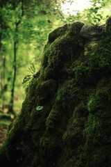 Close-up of mossy rock surface in the lush forest of Mount Olympus, highlighting rich textures and vibrant green foliage.
