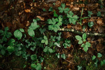 Close-up of diverse green leaves, ivy, and forest plants growing on the damp, leafy floor of Mount Olympus woodland.
