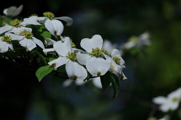 アメリカからの贈り物