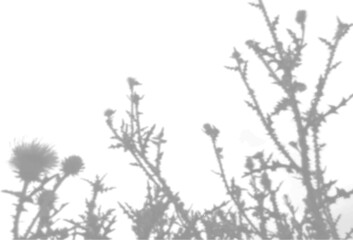 The shadow of the field grass on the white wall. A black and white image to overlay on a photo or mockup