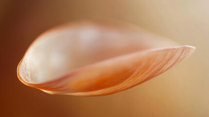 Close-up of a delicate petal showcasing soft colors and gentle curves.