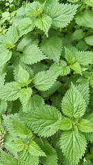Stinging nettle, close-up of Urtica dioica, a wild green herb known for its medicinal and nutritional benefits. Rich in vitamins, iron, and protein, it supports wellness, detox, and immune health.