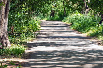 View of the path in the park, on which long sharp shadows from the trees fall.