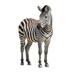 zebra isolated on white background