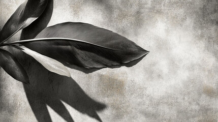 A minimalist composition featuring dark leaves and soft shadows.
