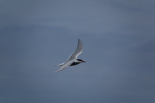 arctic tern (Sterna paradisaea) beautiful British wild birds - Powered by Adobe