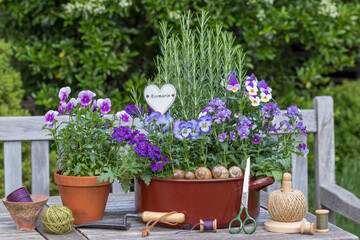 Garten-Arrangement mit lila Hornveilchen, Verbena, Nemesia und Rosmarin in alter Schüssel