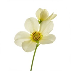 White flower with yellow center isolated on white background for botanical illustration and design.