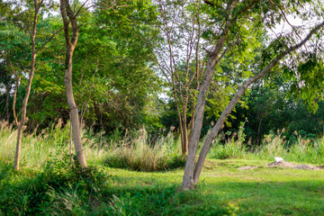 Fototapeta premium natural background of many species of plants that are laid out in the park, for the propagation of the species and to provide shade for those who stop by while traveling to study the ecology.