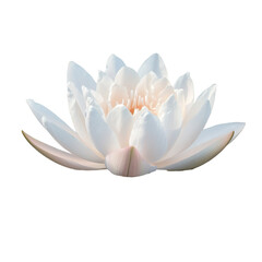 Pristine Lotus Flower On Water Petals isolated on a transparent background