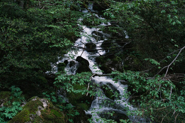 Mountain stream flowing through dense Olympus forest
